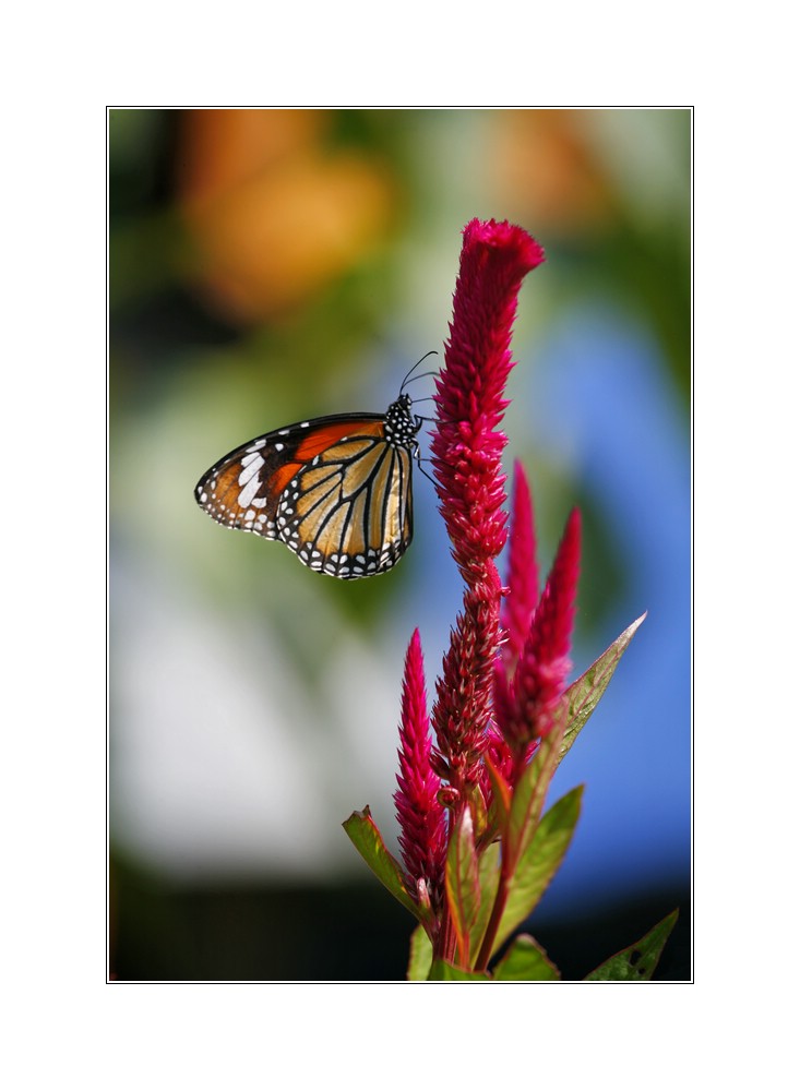 ein Schmetterling