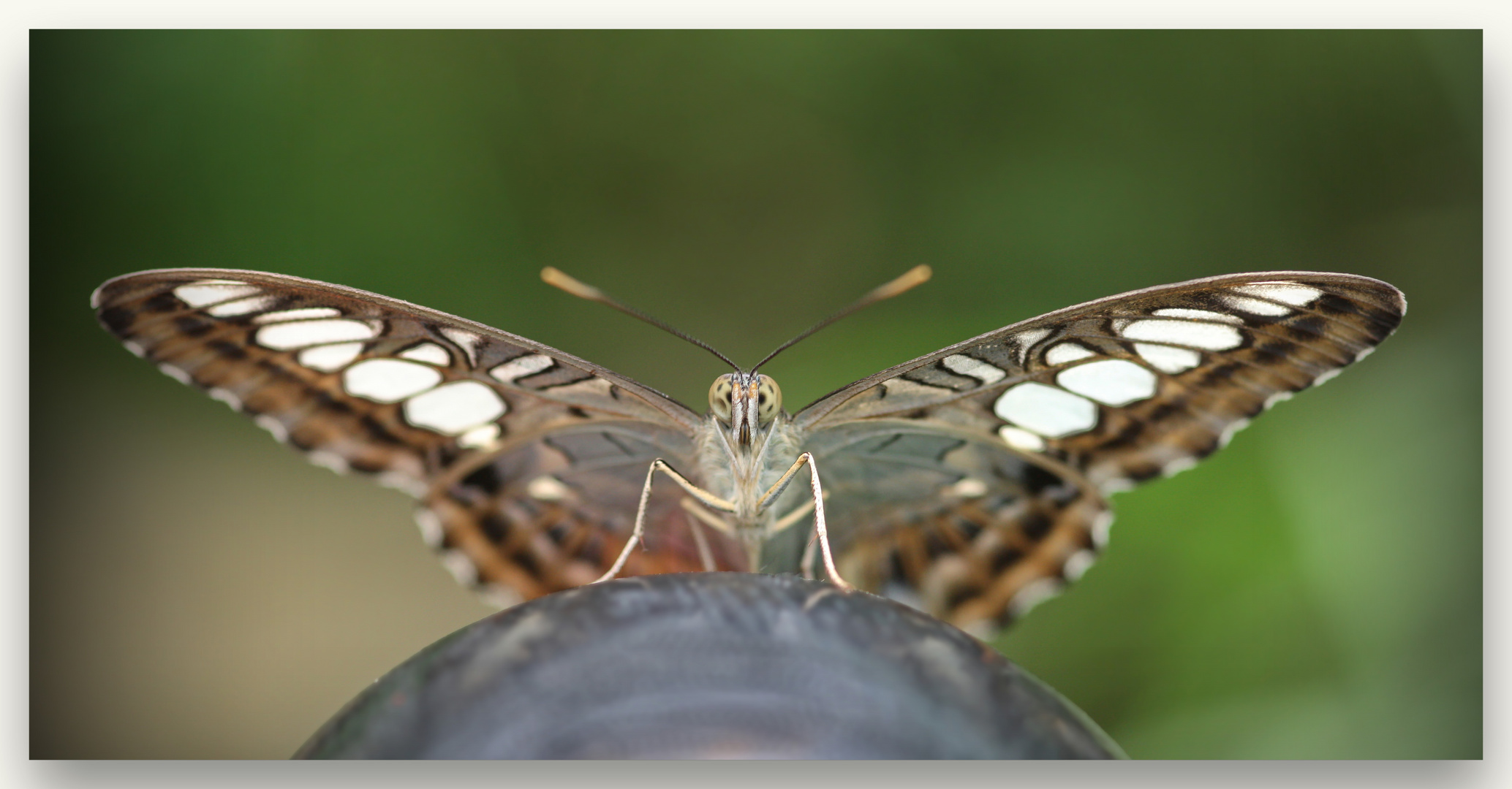 Ein Schmetterling