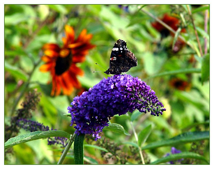 Ein Schmetterling