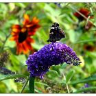 Ein Schmetterling