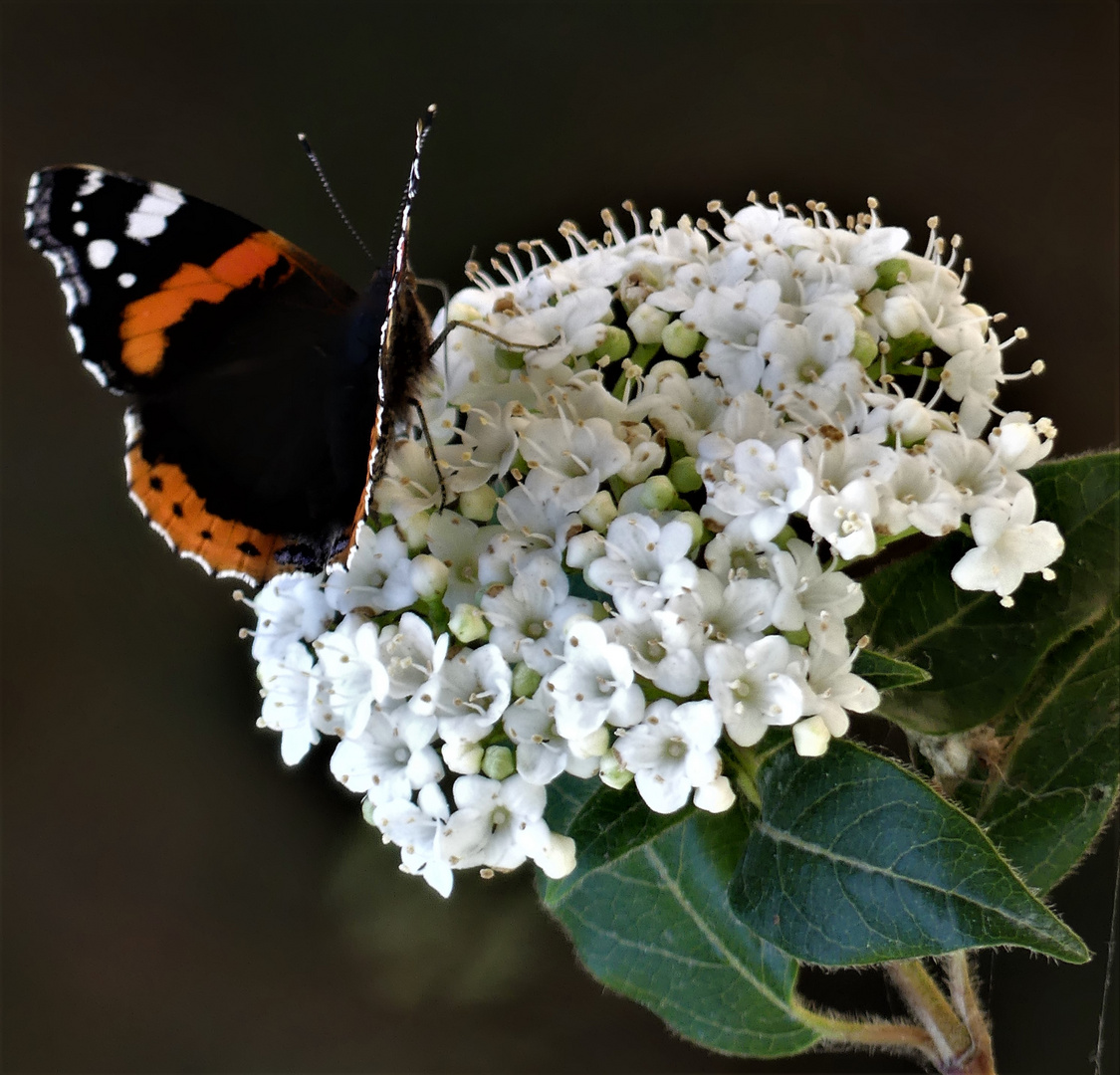 Ein Schmetterling