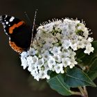 Ein Schmetterling