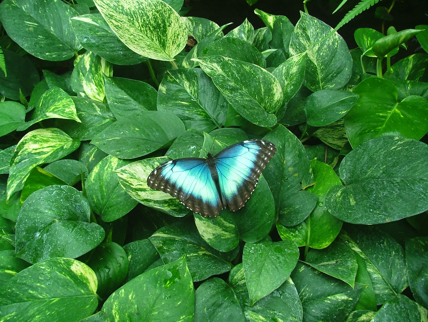 Ein Schmetterling