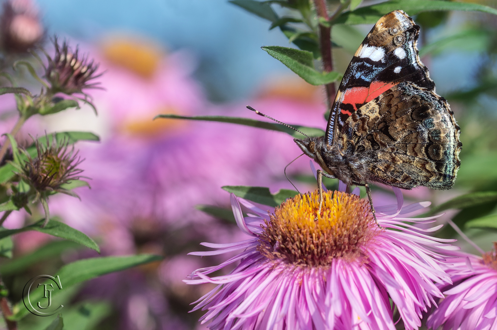 Ein Schmetterling