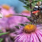 Ein Schmetterling