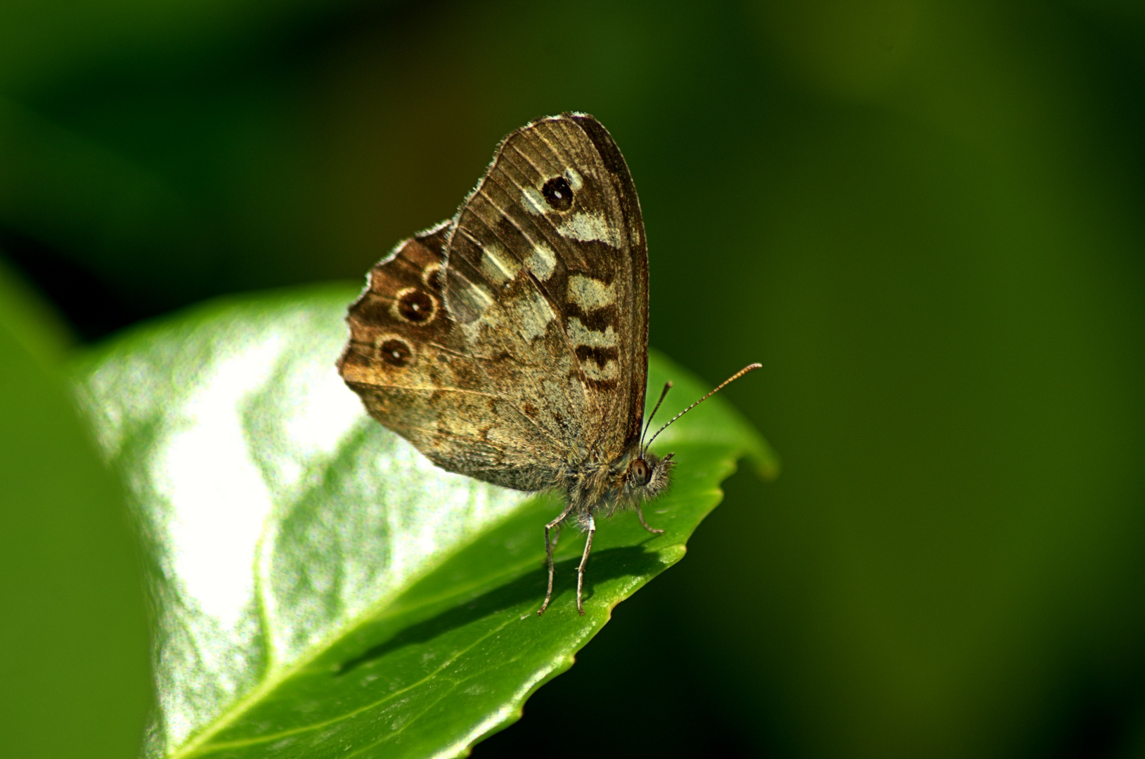 Ein Schmetterling,