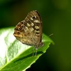 Ein Schmetterling,