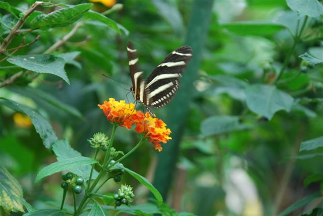 ein Schmetterling