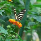 ein Schmetterling