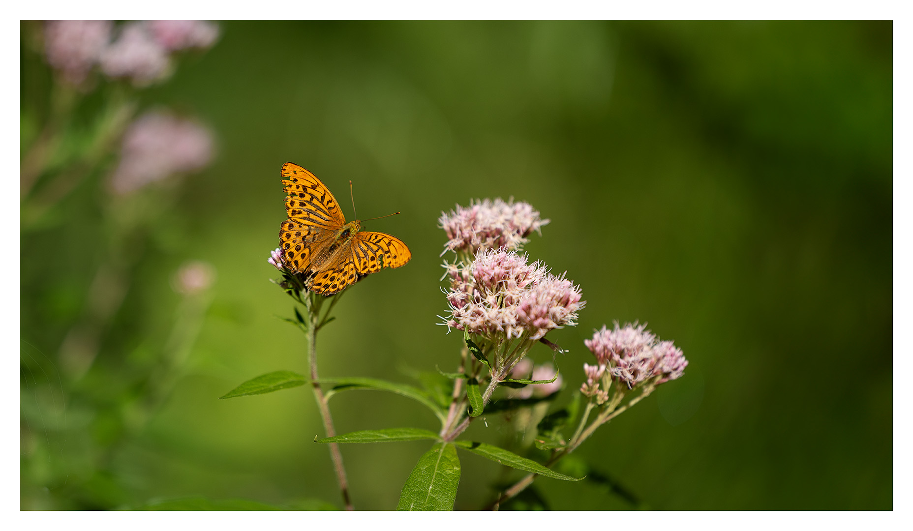 Ein Schmetterling 