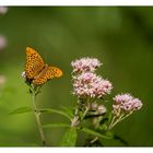 Ein Schmetterling 