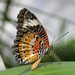 Ein Schmetterling