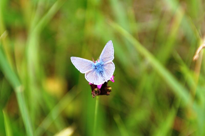 Ein Schmetterling