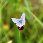 Ein Schmetterling