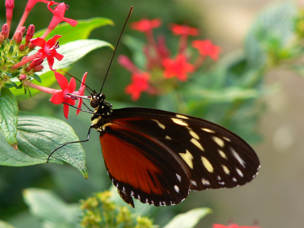 Ein Schmetterling...