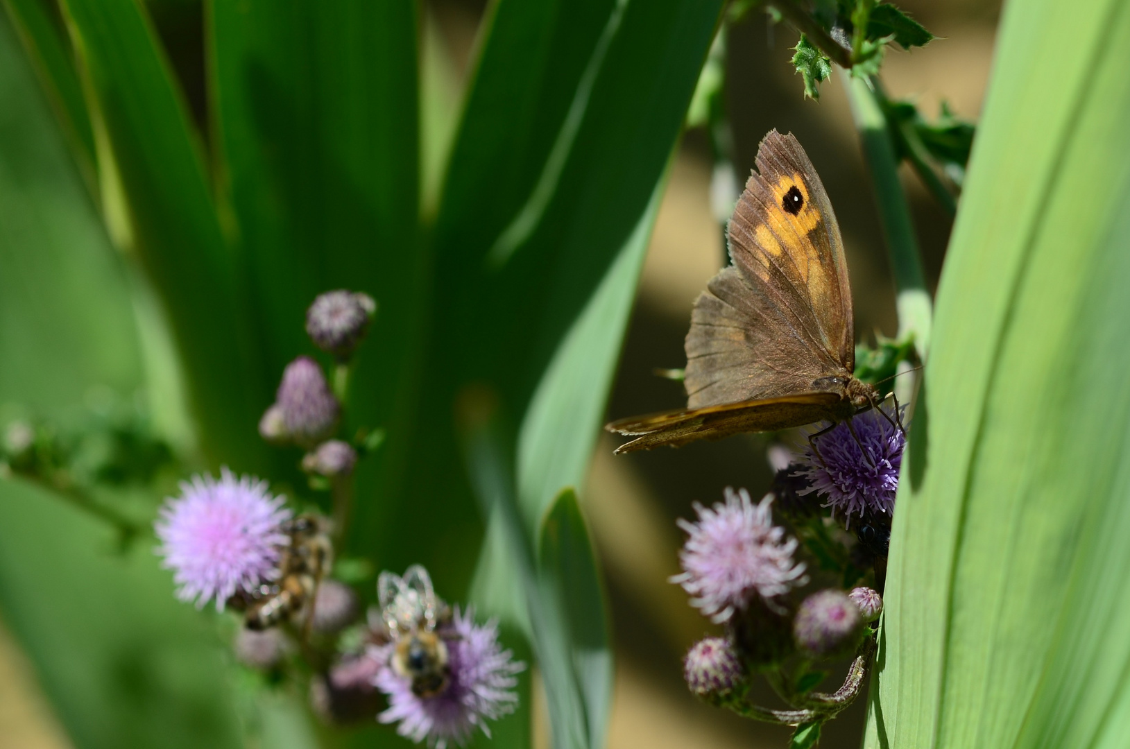 ein Schmetterling