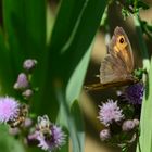 ein Schmetterling