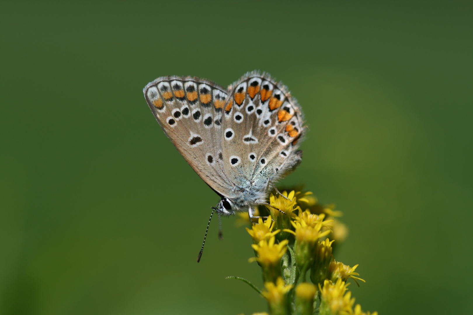 Ein Schmetterling