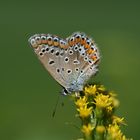 Ein Schmetterling