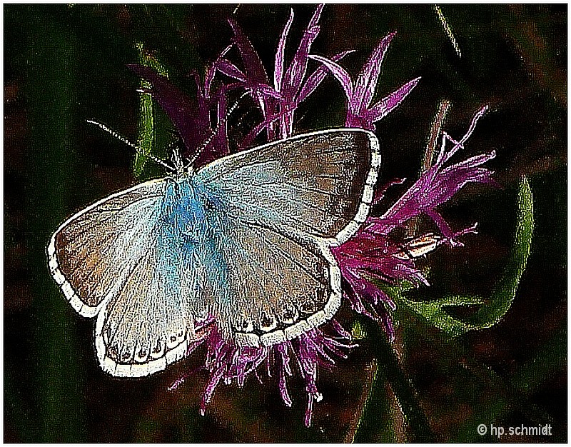 ein Schmetterling