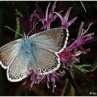 ein Schmetterling