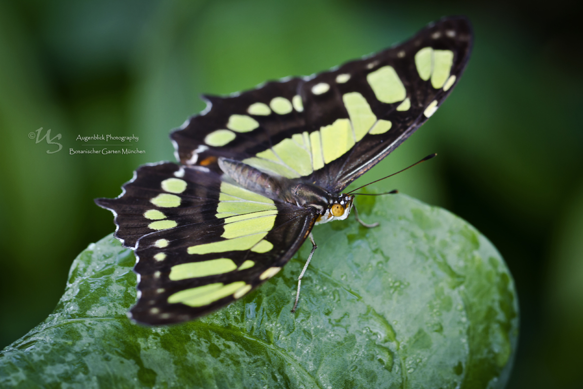 Ein Schmetterling? 400 Schmetterlinge!