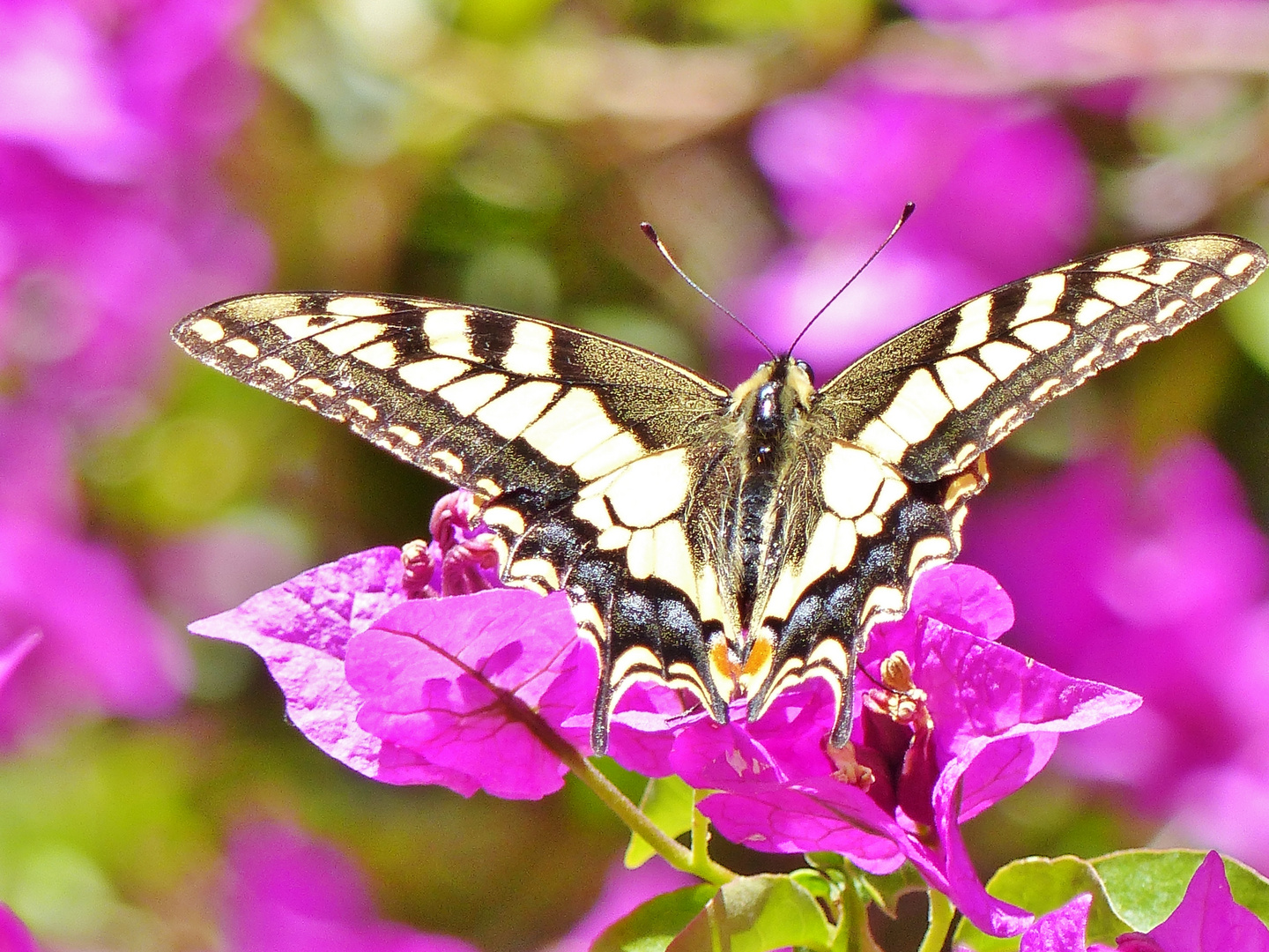 Ein Schmetterling