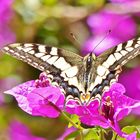 Ein Schmetterling