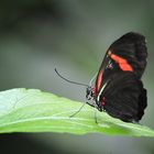 Ein Schmetterling