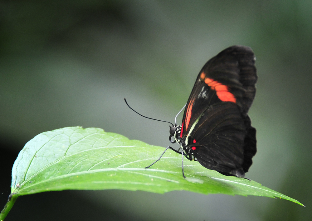 Ein Schmetterling