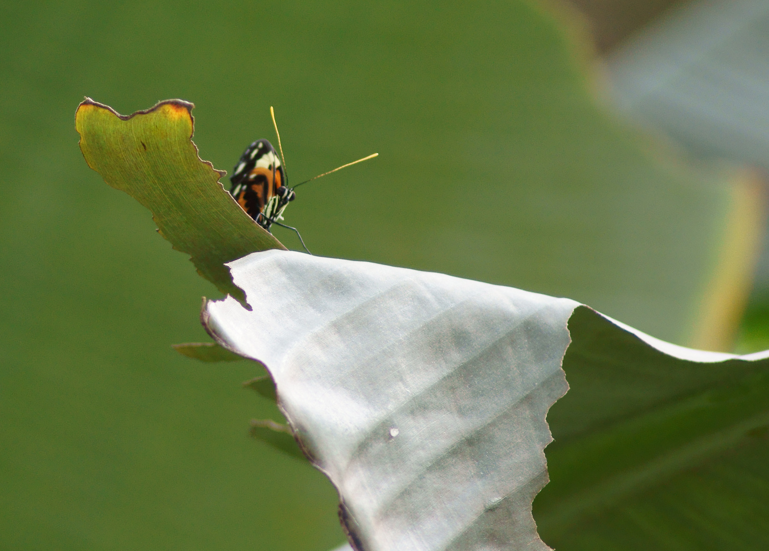 Ein Schmetterling