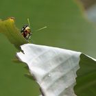 Ein Schmetterling