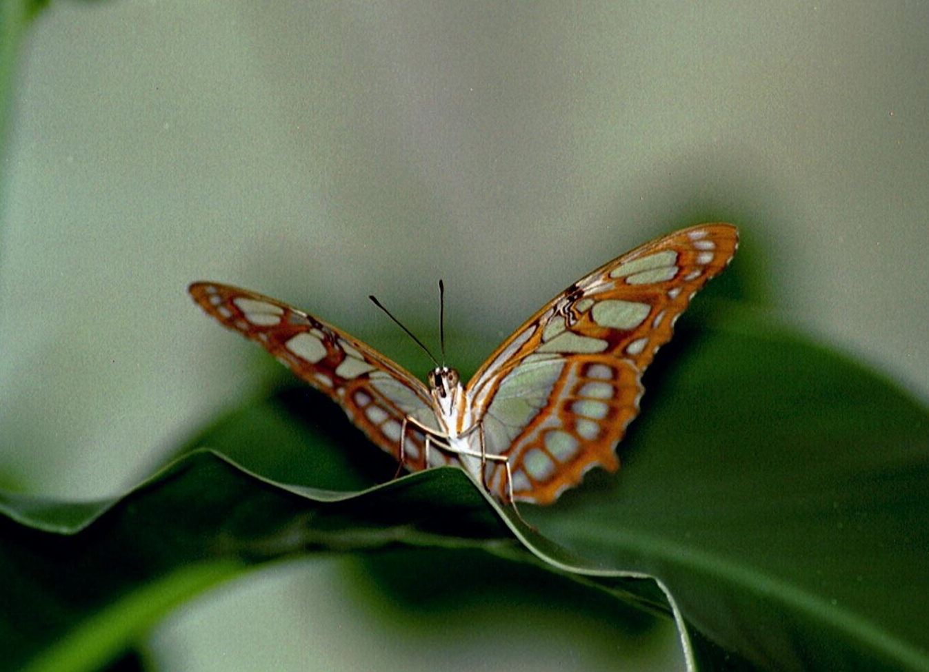 Ein Schmetterling