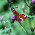 Ein Schmetterling