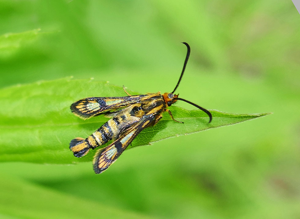 ein Schmetterling...