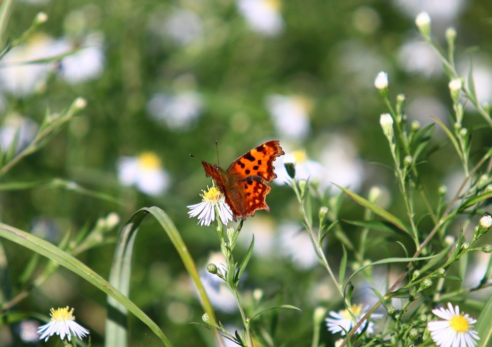 Ein Schmetterling...