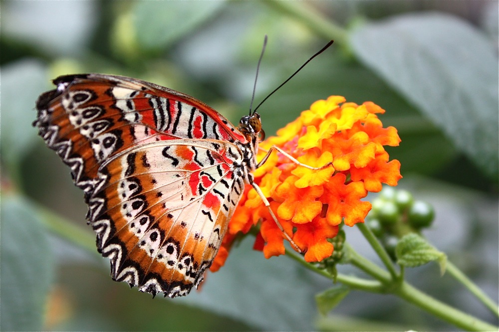 Ein Schmetterling