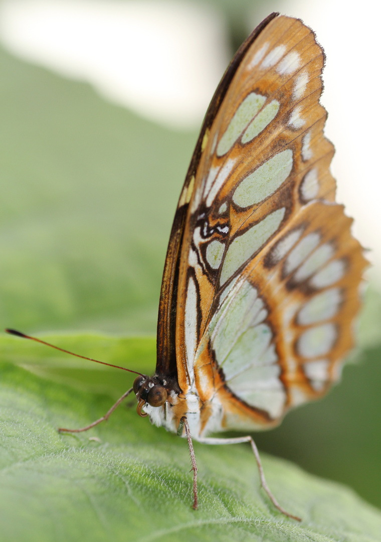 Ein Schmetterling