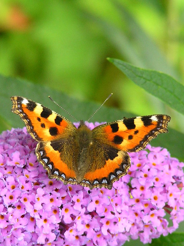 Ein Schmetterling :)