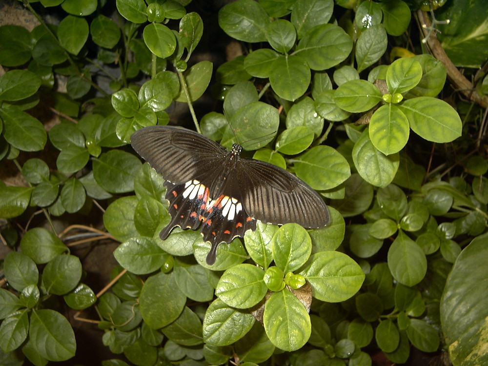 Ein Schmetterling