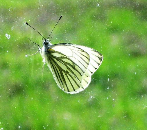 Ein Schmetterling