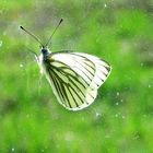 Ein Schmetterling