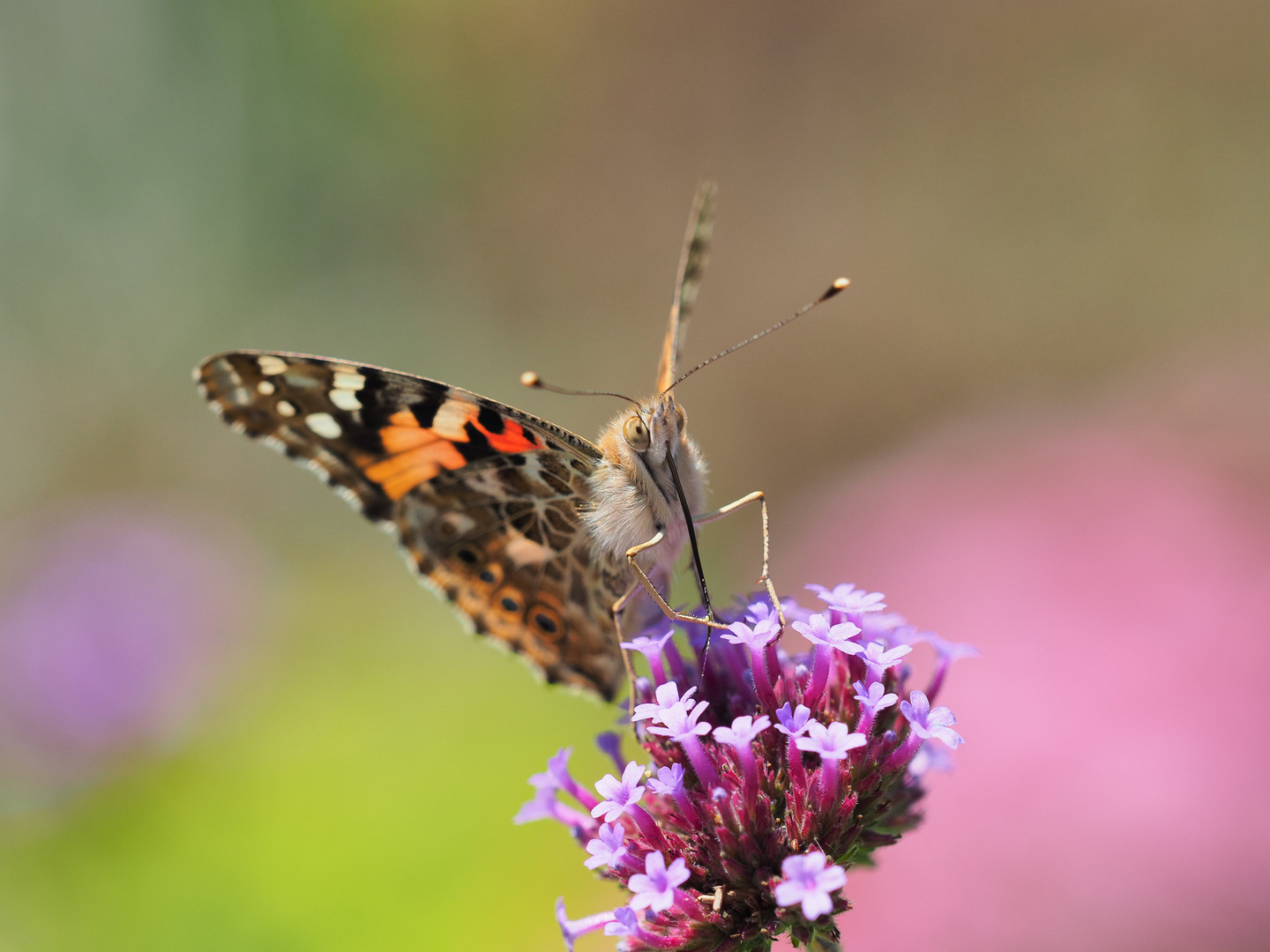 Ein Schmetterling