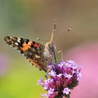 Ein Schmetterling