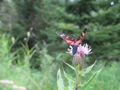 Ein Schmetterling