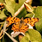 Ein Schmetterling