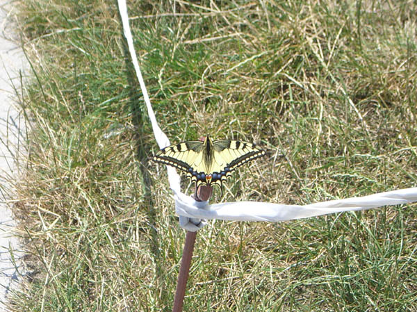 Ein Schmetterling