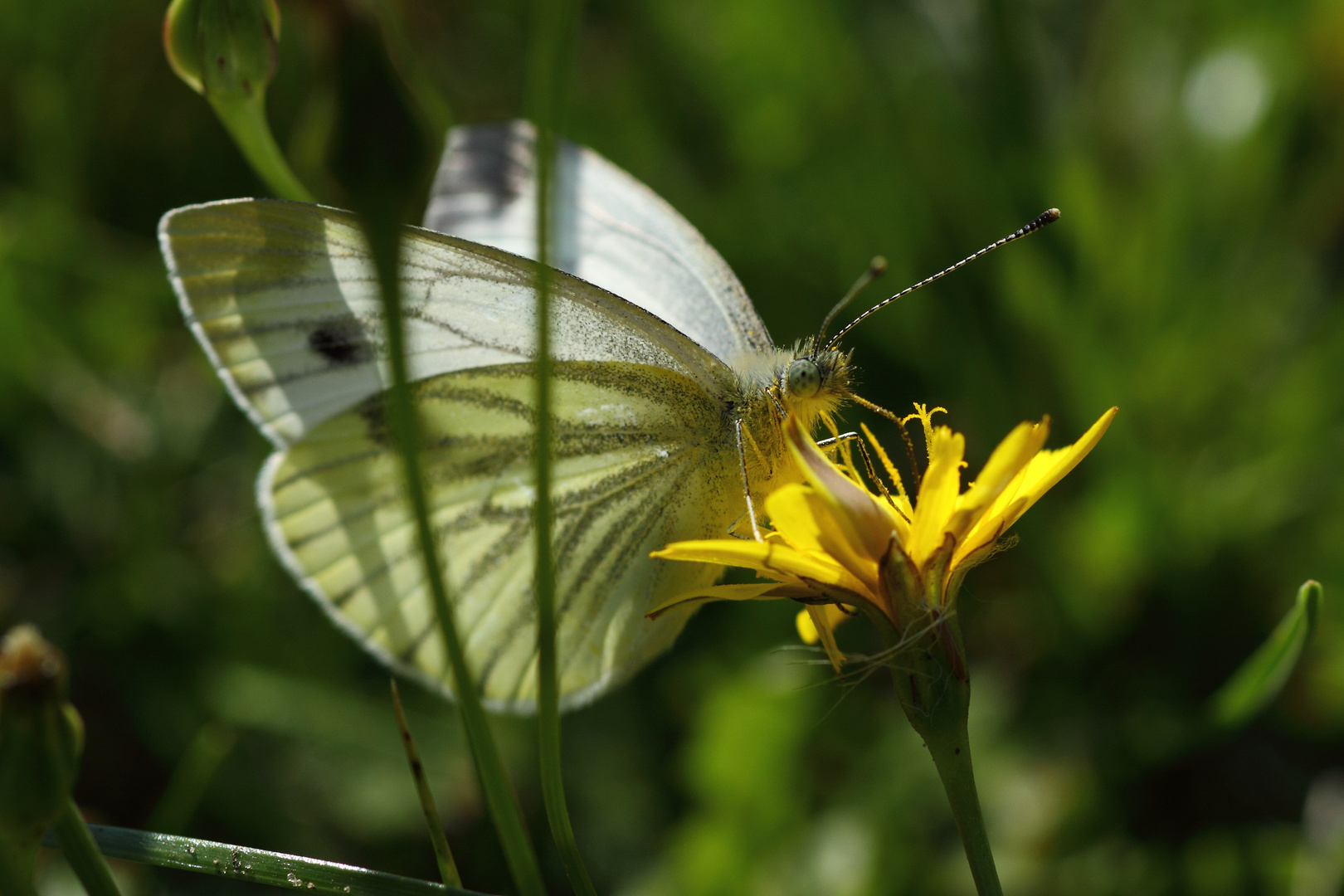 Ein Schmetterling