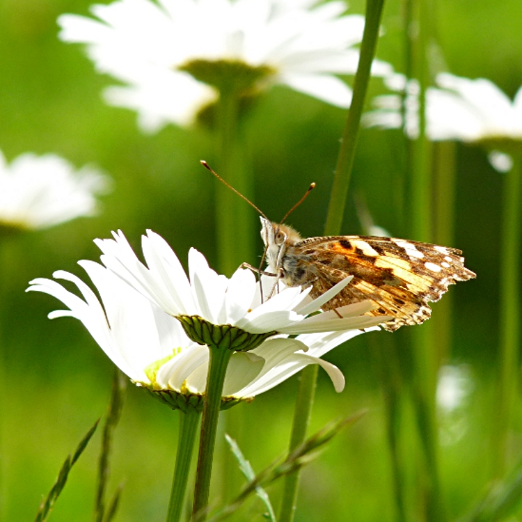 Ein Schmetterling