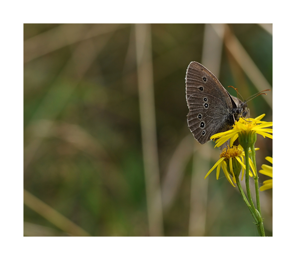 .....ein Schmetterling